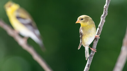 American Goldfinch Perched on a Slender Tree Branch