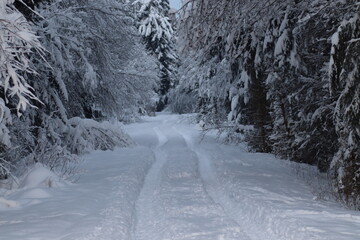 Winterwald