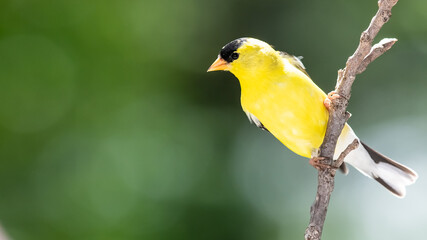 American Goldfinch Resting on a Tree Branch
