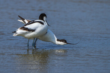 Säbelschnäbler (Recurvirostra avosetta) Paarungsritual