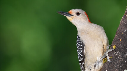 Profile of Red-Bellied Woodpecker Perched on a Branch