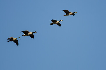 Four Canada Geese Flying in a Blue Sky