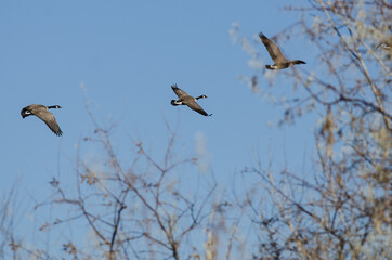 Three Canada Geese Flying Past the Autumn Trees