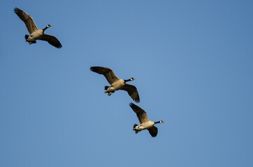 Three Canada Geese Flying in a Blue Sky