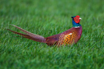 Fasan (Phasianus colchicus) M&auml;nnchen