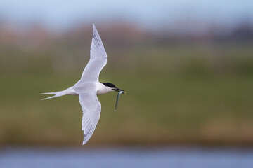 Brandseeschwalbe (Sterna sandvicensis)