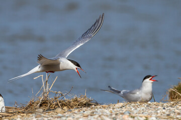 Flu&szlig;seeschwalbe (Sterna hirundo)