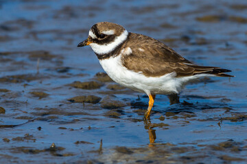 Sandregenpfeifer (Charadrius hiaticula)