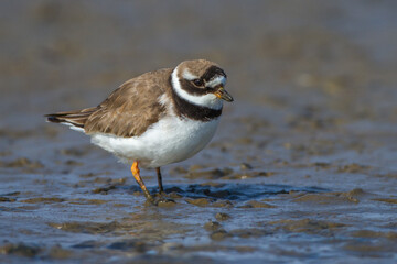 Sandregenpfeifer (Charadrius hiaticula)