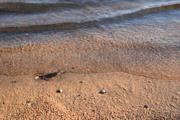 Plage francaise et coquillages