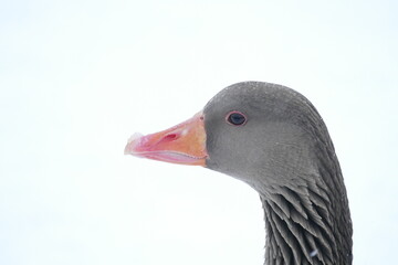 Isolated portrait of grey ag goose in winter. 