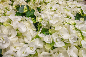 floral background white begonia on a lawn