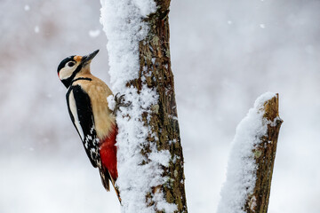 Great spotted woodpecker on a snow-covered branch

