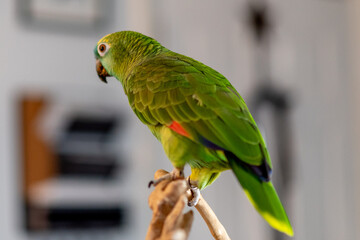 Inigo, Female Blue Front Amazon, January 17, 2021