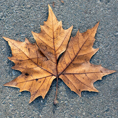 Looking Down at a Dried Sycamore Leaf