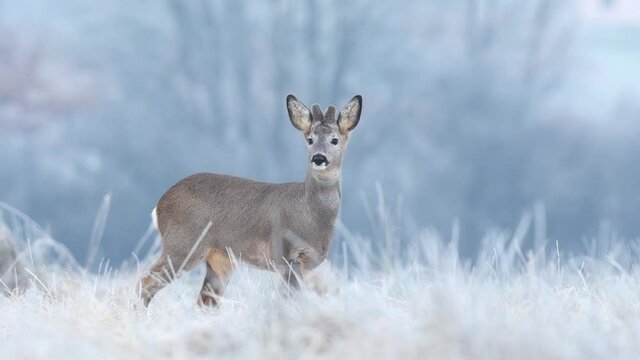 Wild roe buck grazing in a frost covered field during winter season