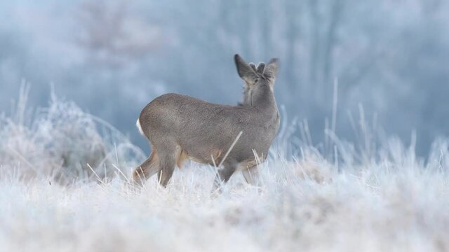 Wild roe buck grazing in a frost covered field during winter season