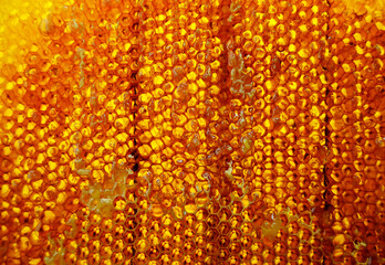 Drop of bee honey drip from hexagonal honeycombs