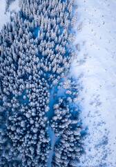 Top down view of snow covered spruce trees on mountainside in winter