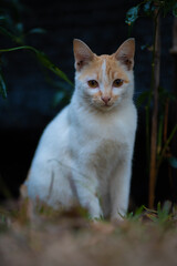 Naklejka na ściany i meble Natural Siamese cats in Thailand