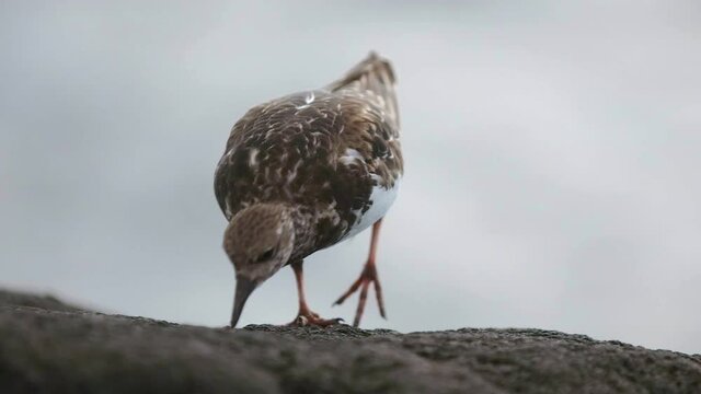 Wandering Tattler bird of Hawaii hunts for food on the lava rock near the ocean waves. Slow Motion.