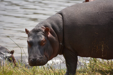 Obraz premium hippopotamus in river in national park in Rwanda