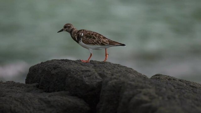 Wandering Tattler birds makes a leap in slow motion. Captured along the ocean coast walking across volcanic rock. Hawaii.