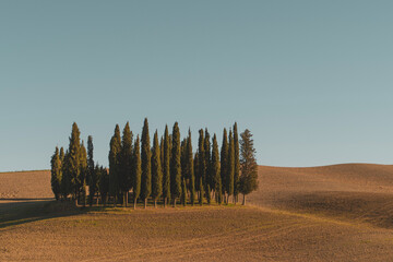 Obraz premium cypress trees in Tuscany, Italy