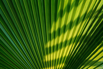 Big green palm tree leaf with black dark shadow textured background.