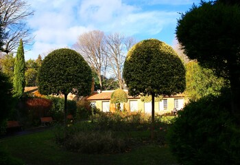 trees in the park