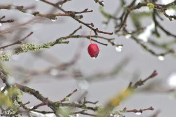Red fruit of a rose hip in winter time with snow, ice and icicles shows thawing in December after snow fall with melting ice, melting snow and water drops on the winter fruit
