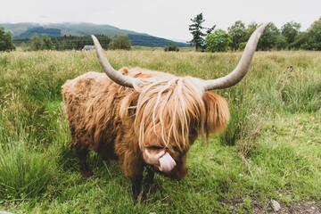 scottish highland cow