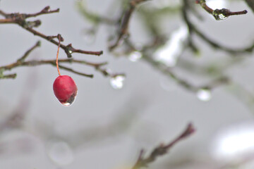 Red fruit of a rose hip in winter time with snow, ice and icicles shows thawing in December after snow fall with melting ice, melting snow and water drops on the winter fruit