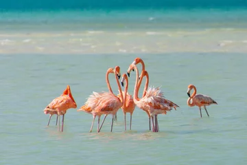 Selbstklebende Fototapeten flamingos in the water on Isla Holbox in Mexico © Stephan