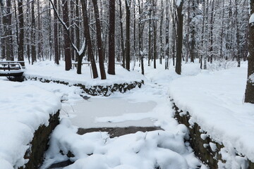 Bielsko-Biała Cygański las
