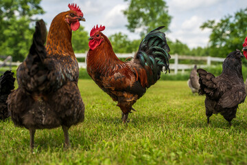 rooster in the farm