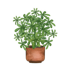 Umbrella Plant, houseplant in the pot, isolated on white background. Watercolor potted plant illustration. Home decor