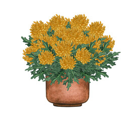 Watercolor illustration of Yellow Mums in a pot. Potted houseplants isolated on white.