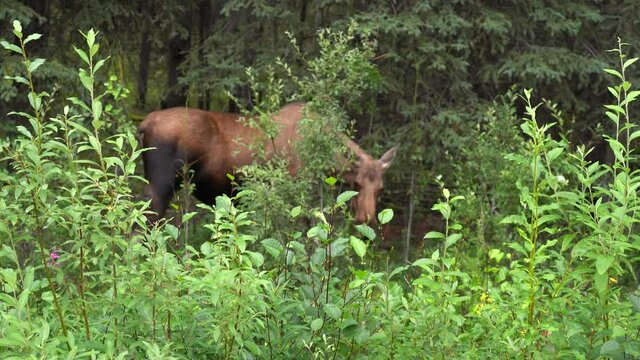 moose eating plants in forest