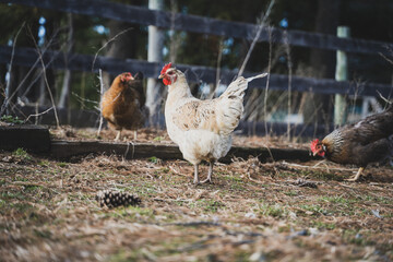 chicken in the farm