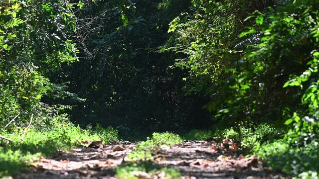 Road Through the Jungle, Kaeng Krachan National Park, Thailand; 4K footage of a a jungle road zoomed out while trees moving with the wind, butterflies and insects flying, shadows and sunlight.