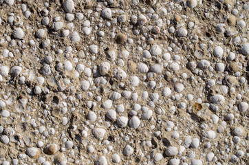 Sandstone with many white mussels close