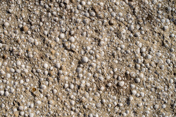 Sandstone with many white mussels close