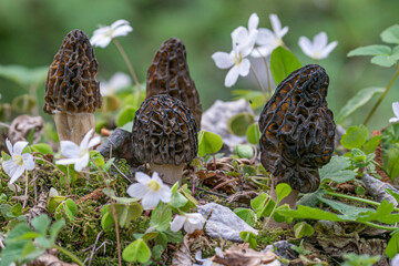 Black morel (Morchella elata)mushrooms growing in forest