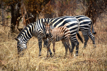 Fototapeta na wymiar zebras in the wild in Rwanda