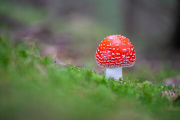 Amanita muscaria, a poisonous mushroom in a forest