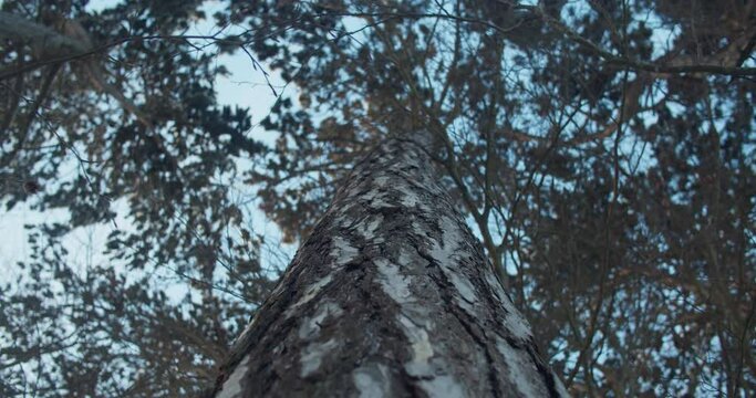 Looking into the crown of a tree. focus in the foreground on the bork. Huge tree, blue sky. Shallow depth of field. Handheld camera shot.