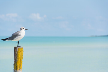 Fototapeta na wymiar seagull at a beach on Holboy Island in Mexico