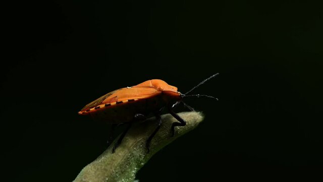 Giant Shield Bug, Tessaratomidae, Kaeng Krachan National Park, Thailand, 4K Footage; found on top of a plant, right antenna moves and wings flaps a little, dark jungle background.