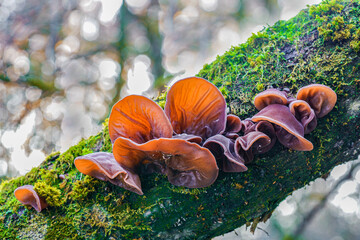 Edible mushrooms known as Wood ear, Jews ear or Jelly ear (Auricularia auricula-judae) in autumnal...